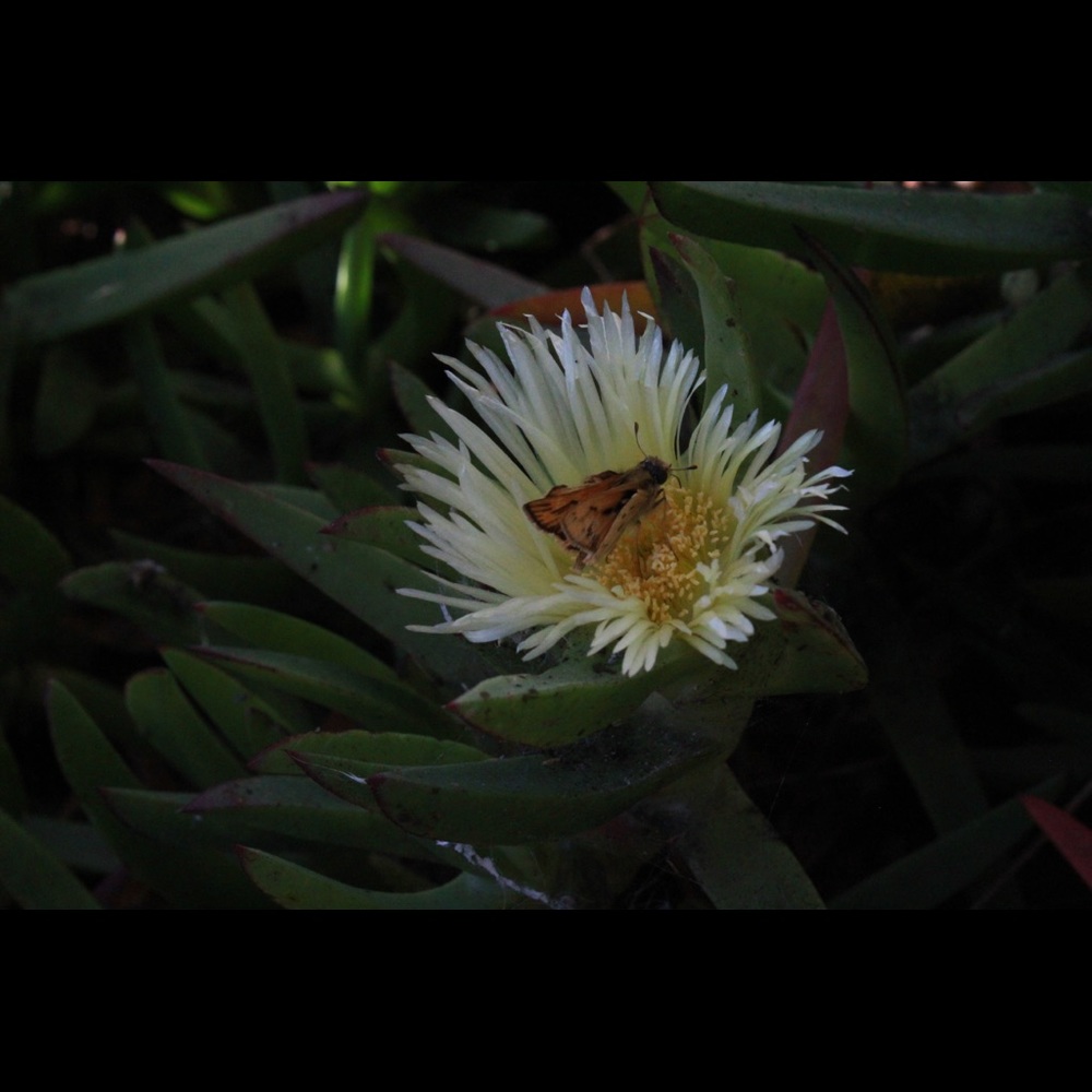 Meet your Posher, Iysis